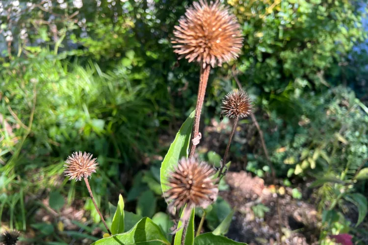 What to cut back and what to leave standing in your garden’s fall cleanup